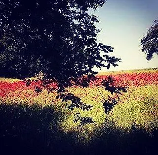 Borgo Dei Cavalieri Villa Cortona Italy